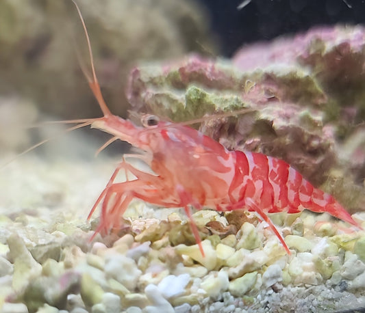 Wild Peppermint Shrimp L. Wurdemanni