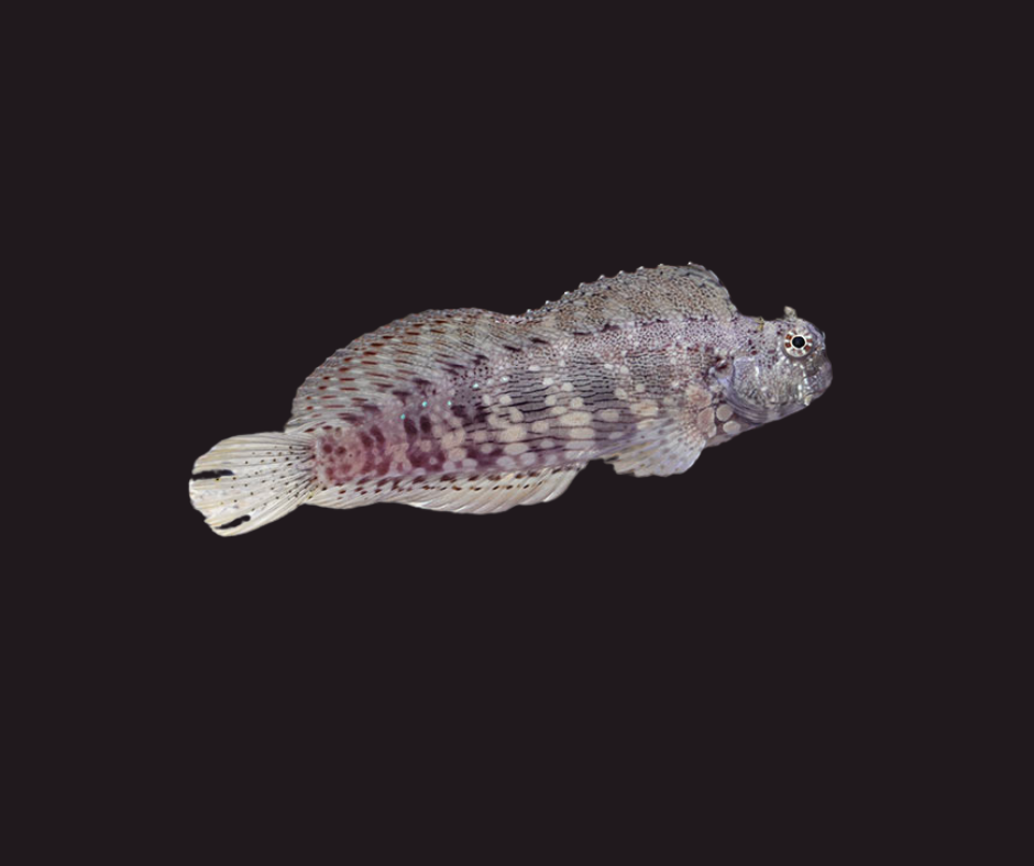 Algae Blenny MD