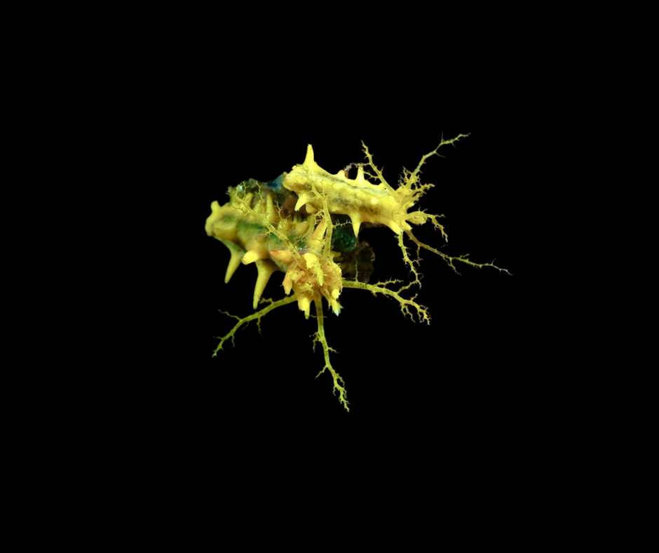 Yellow Cucumber - Stichopus sp. 69553
