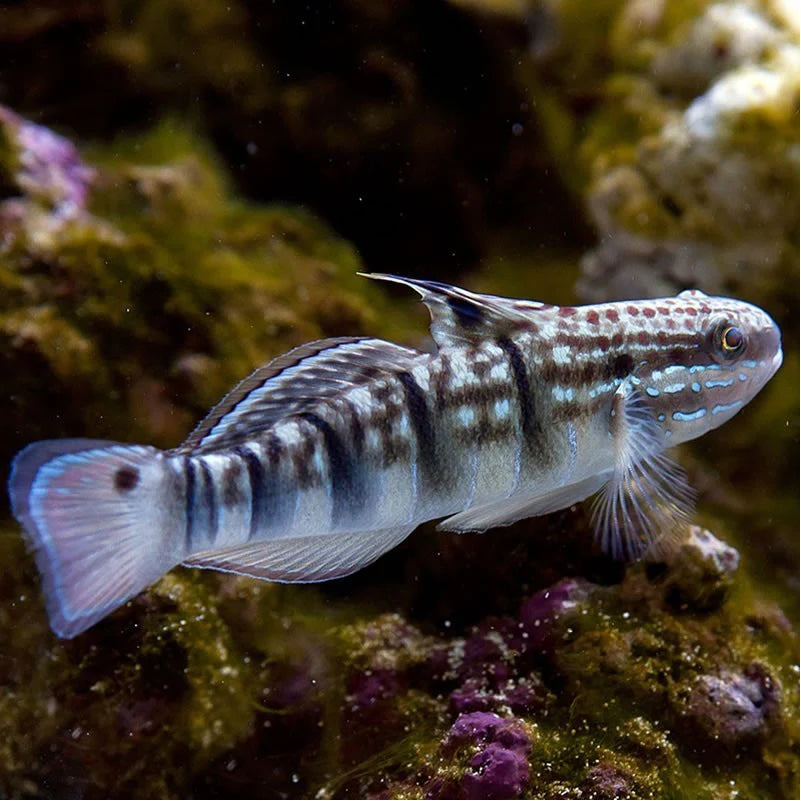 Dragon Goby Amblygobius phalaena 48005
