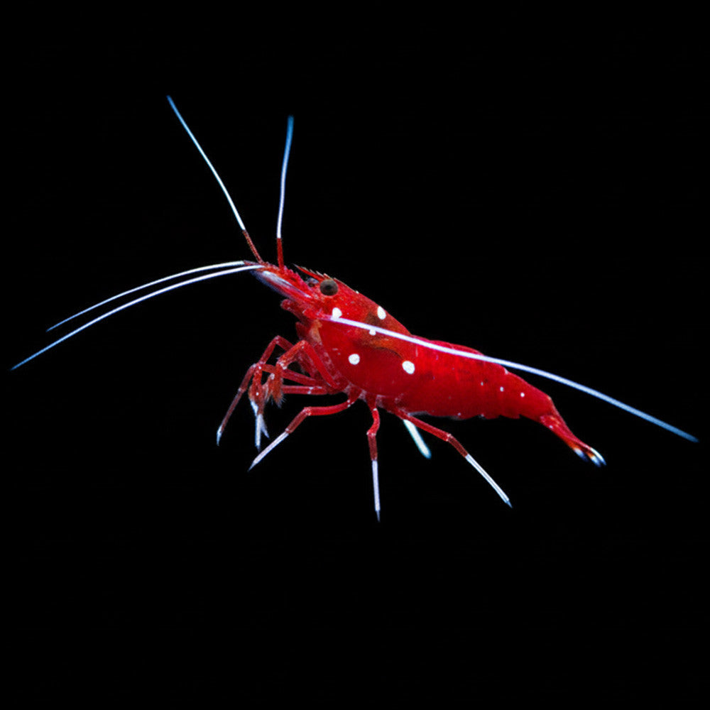 Fire Shrimp - Lysmatta debelius