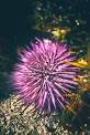 Fragile Pink Sea Urchin