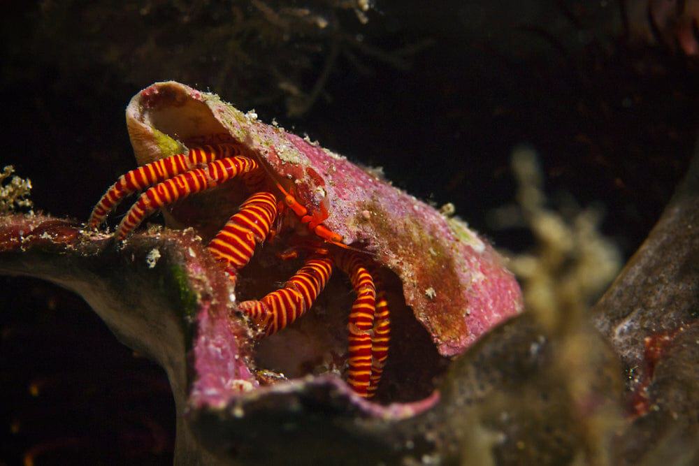 Orange Leg Hermit Crab (Reef Safe) - Ciliopagurus strigatus
