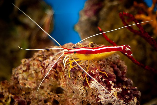 Cleaner Shrimp - Lysmata amboinensis 692909
