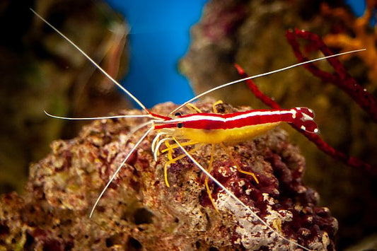 Cleaner Shrimp - Lysmata amboinensis 692909