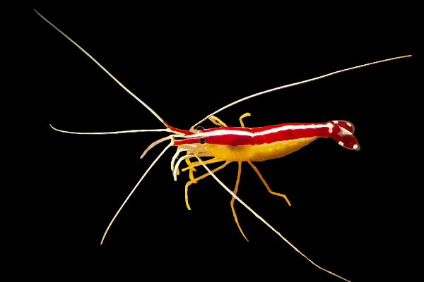 Cleaner Shrimp - Lysmata amboinensis 6929