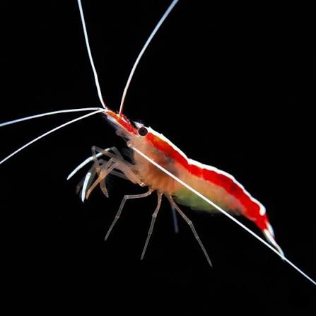 Cleaner Shrimp - Lysmata amboinensis L
