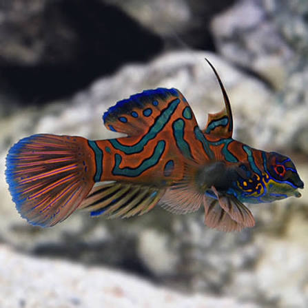 Red Mandarin Goby - Synchiropus splendens