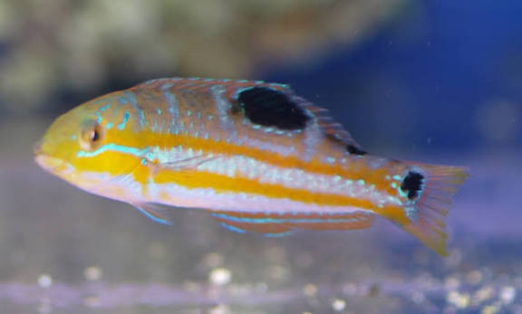 Pudding Wife Wrasse; Atl - Halichoeres sp.