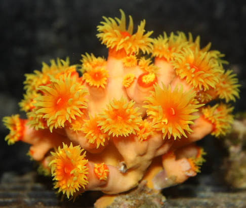 Aussie Dendrophyllia