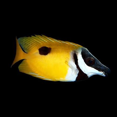 Foxface; Black Spot - Siganus unimaculatus