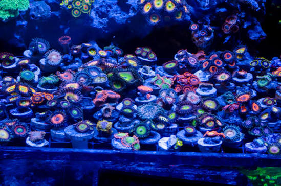 Indo Combo Zoa Rock Frags
