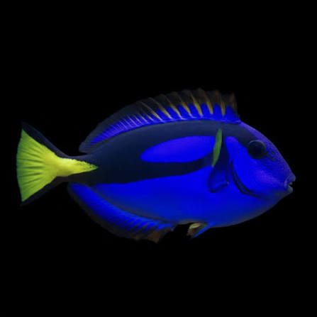 Blue (Hippo) Tang; T.R. - Paracanthurus hepatus MED