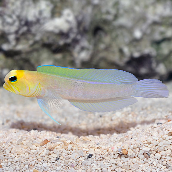 Jawfish: Yellowhead (Opistognathus aurifrons)