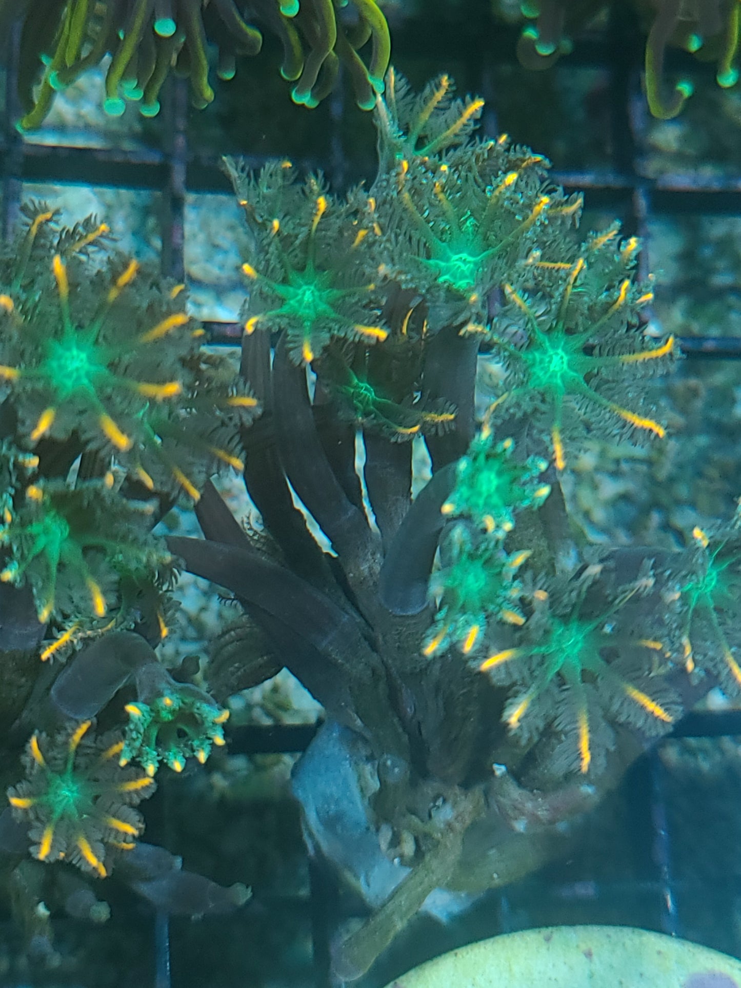 Indo Cultured Ultra Pink Tip Clove Polyp Frags