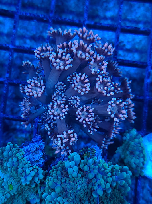 Golden Dagger Goniopora