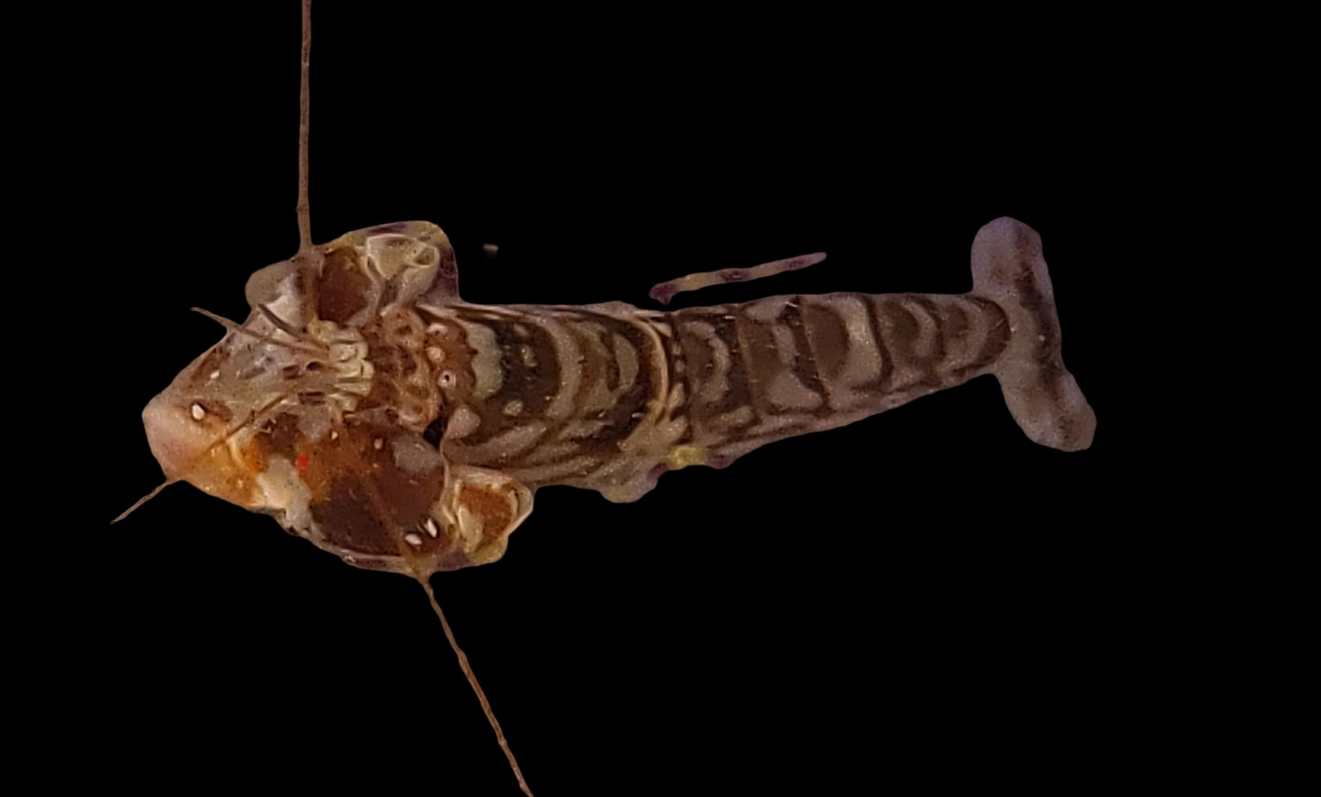 Tiger Pistol Shrimp Alp. Bellulus.
