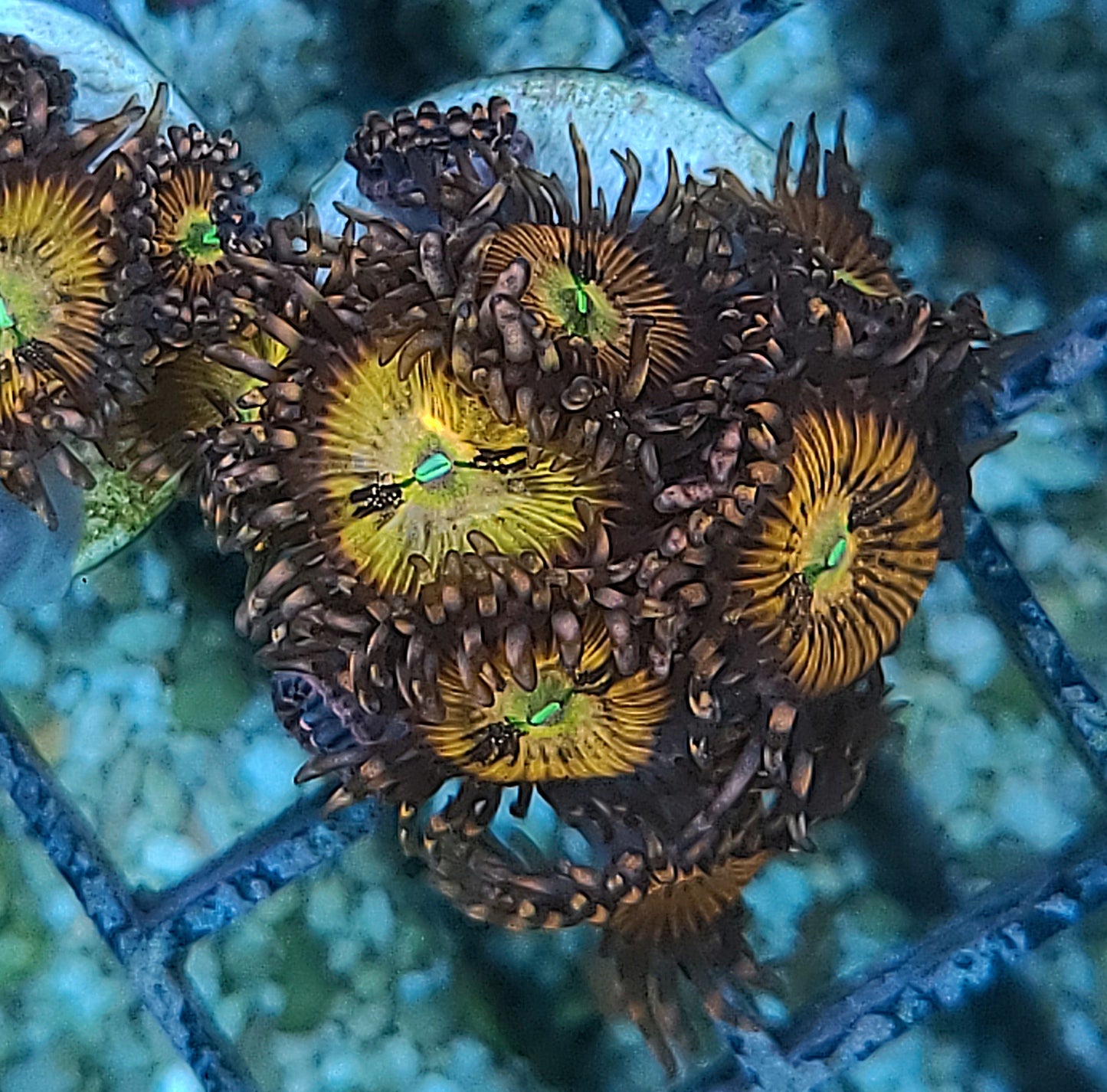 Pandora Palythoa