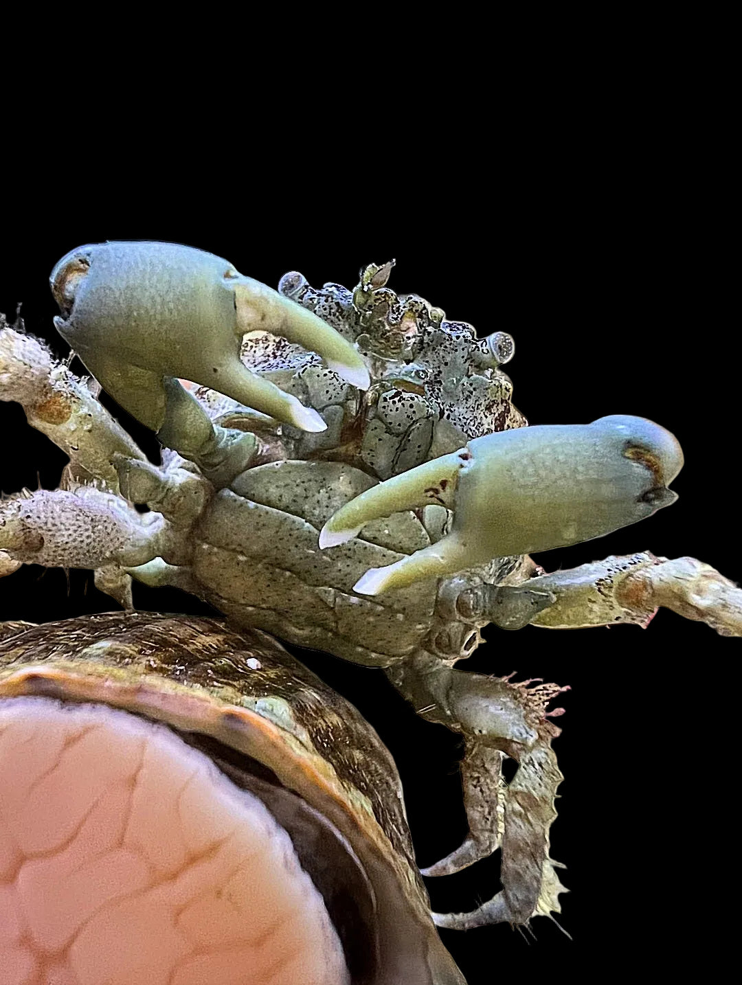 Emerald Crab Mithraculus sculptus 7240