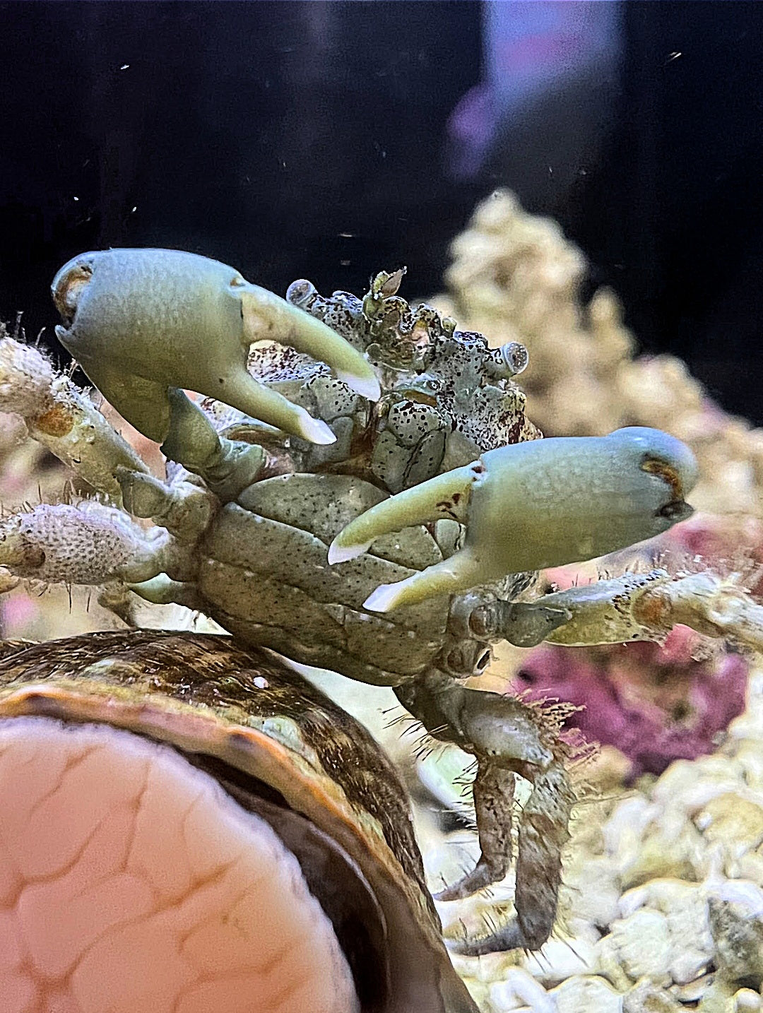 Emerald Crab; Atl. - Mythrax sculptus 69562