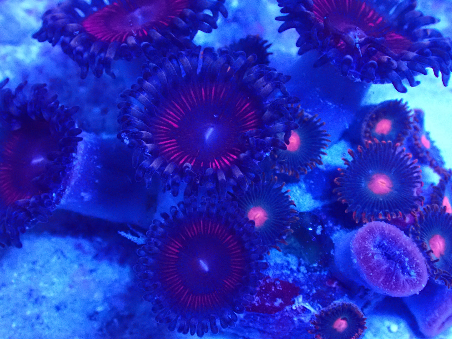 Zoanthids #0910
