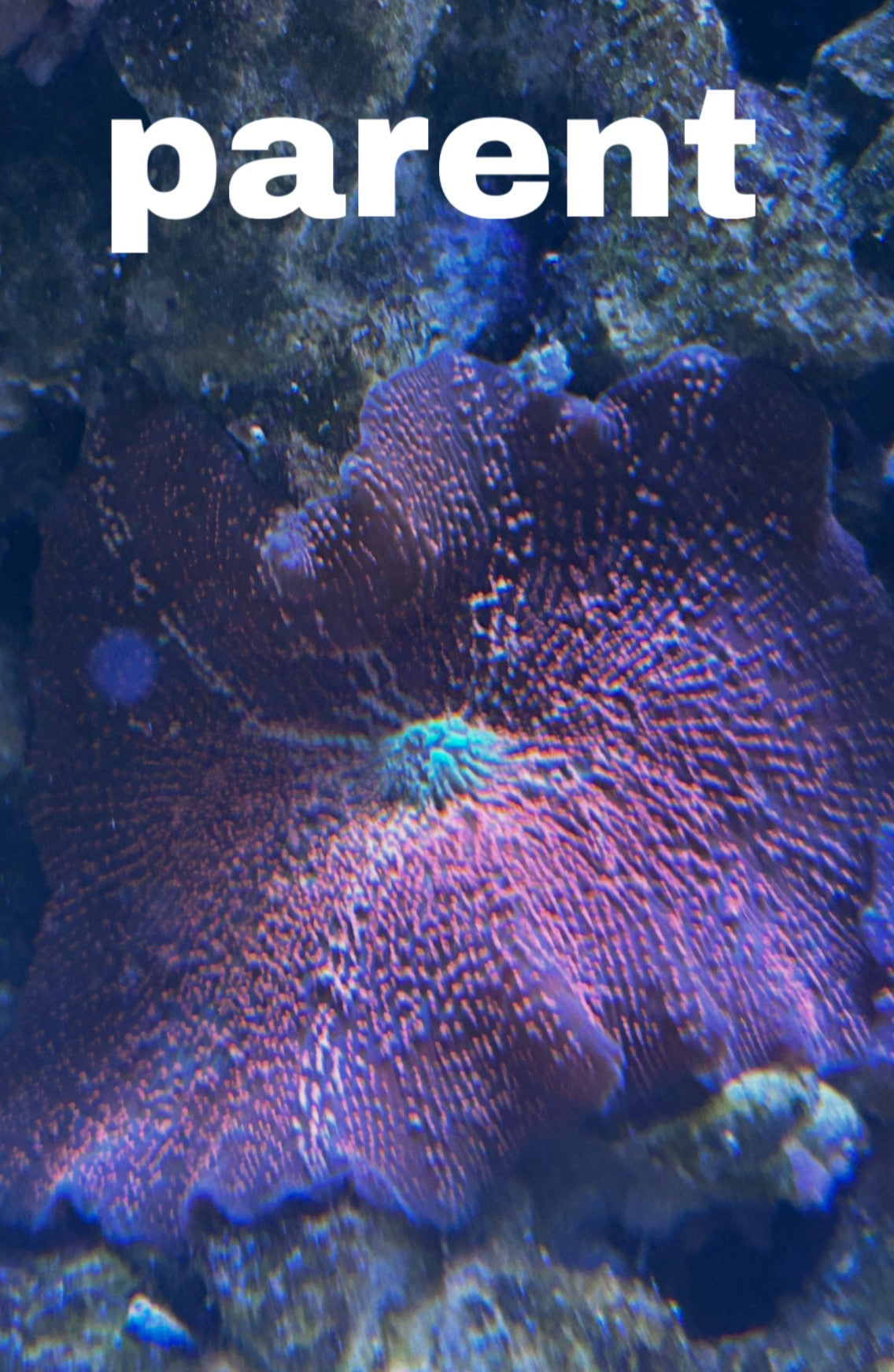 Antimatter interstellar mushroom Md