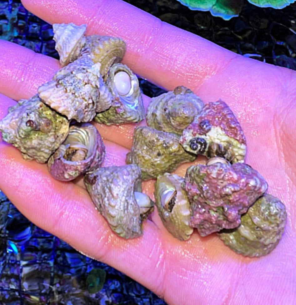 Astrea Snail