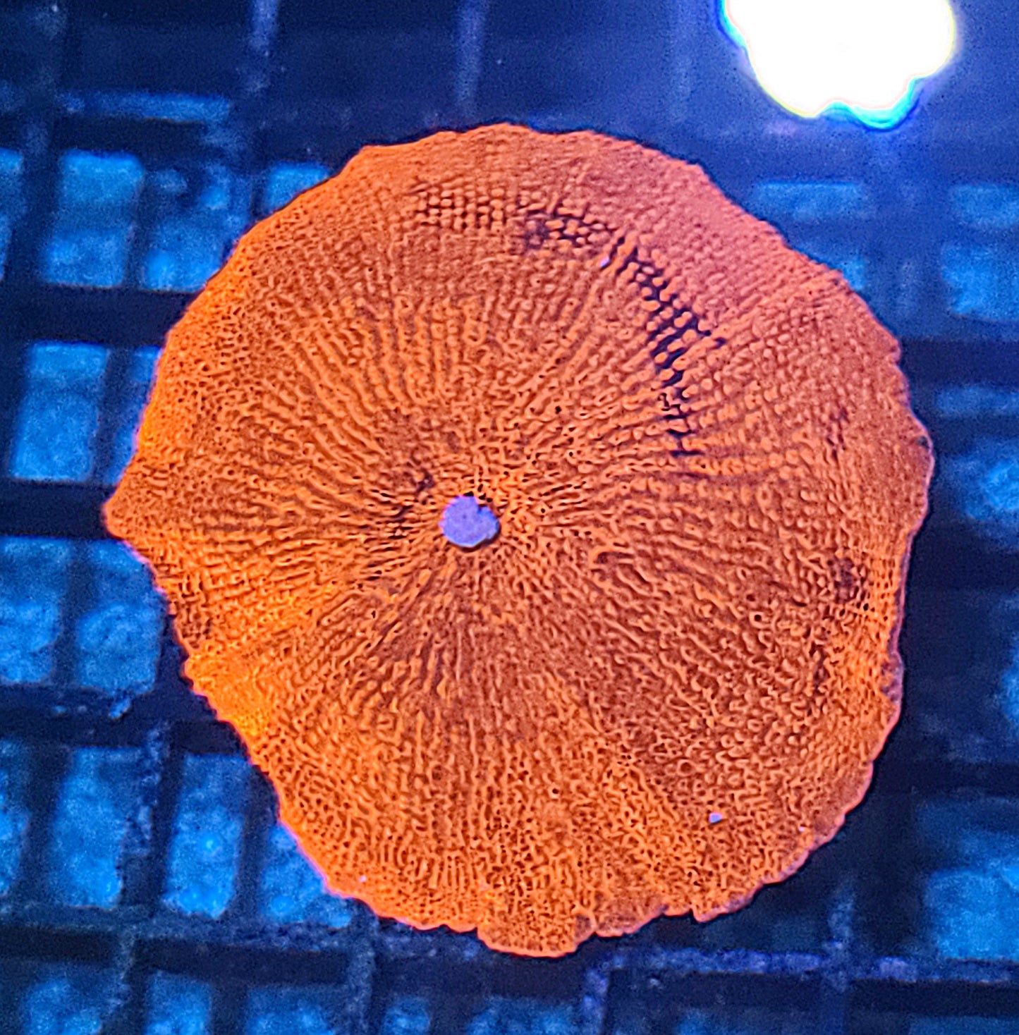 LG Ultra Red Discosoma Mushrooms 874582
