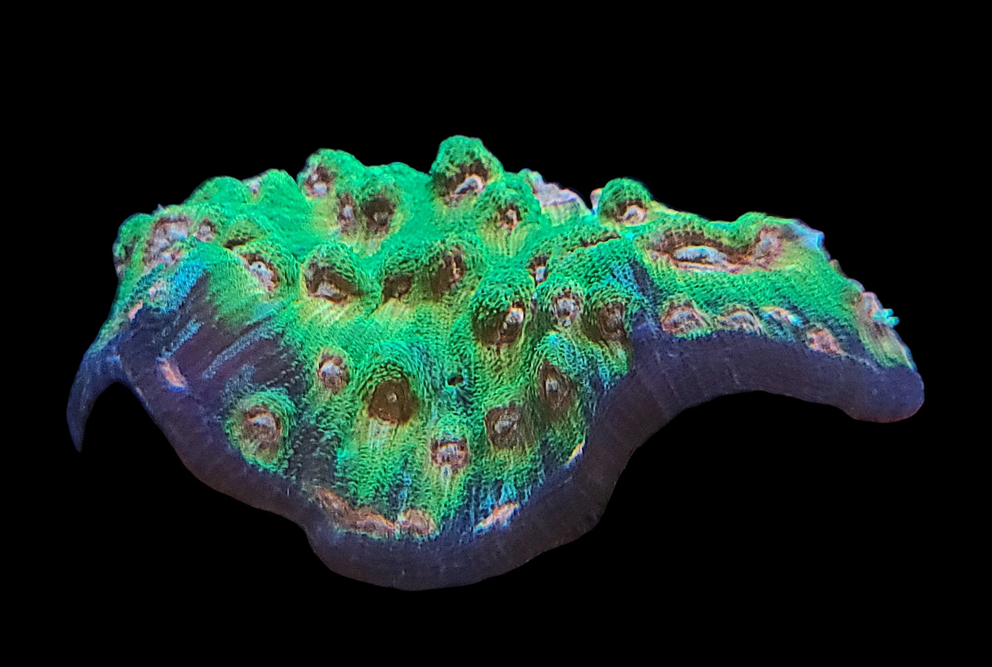 Blimey Limey Chalice Colony