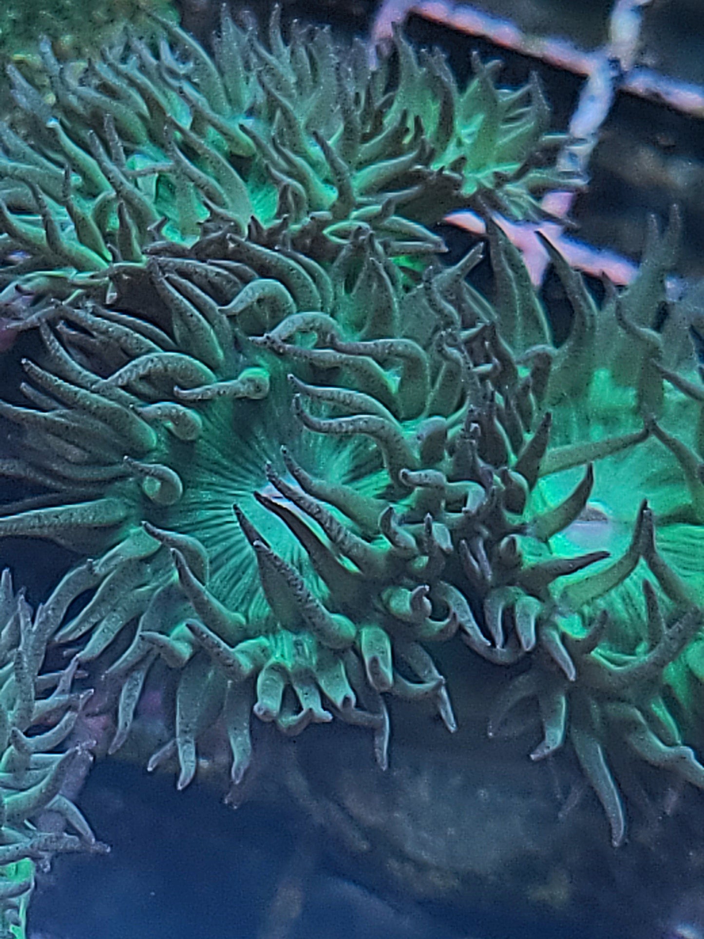 Duncan Frag 3-5 Heads