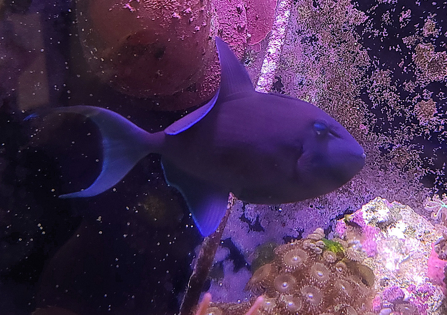 Niger Triger (Indo) Md