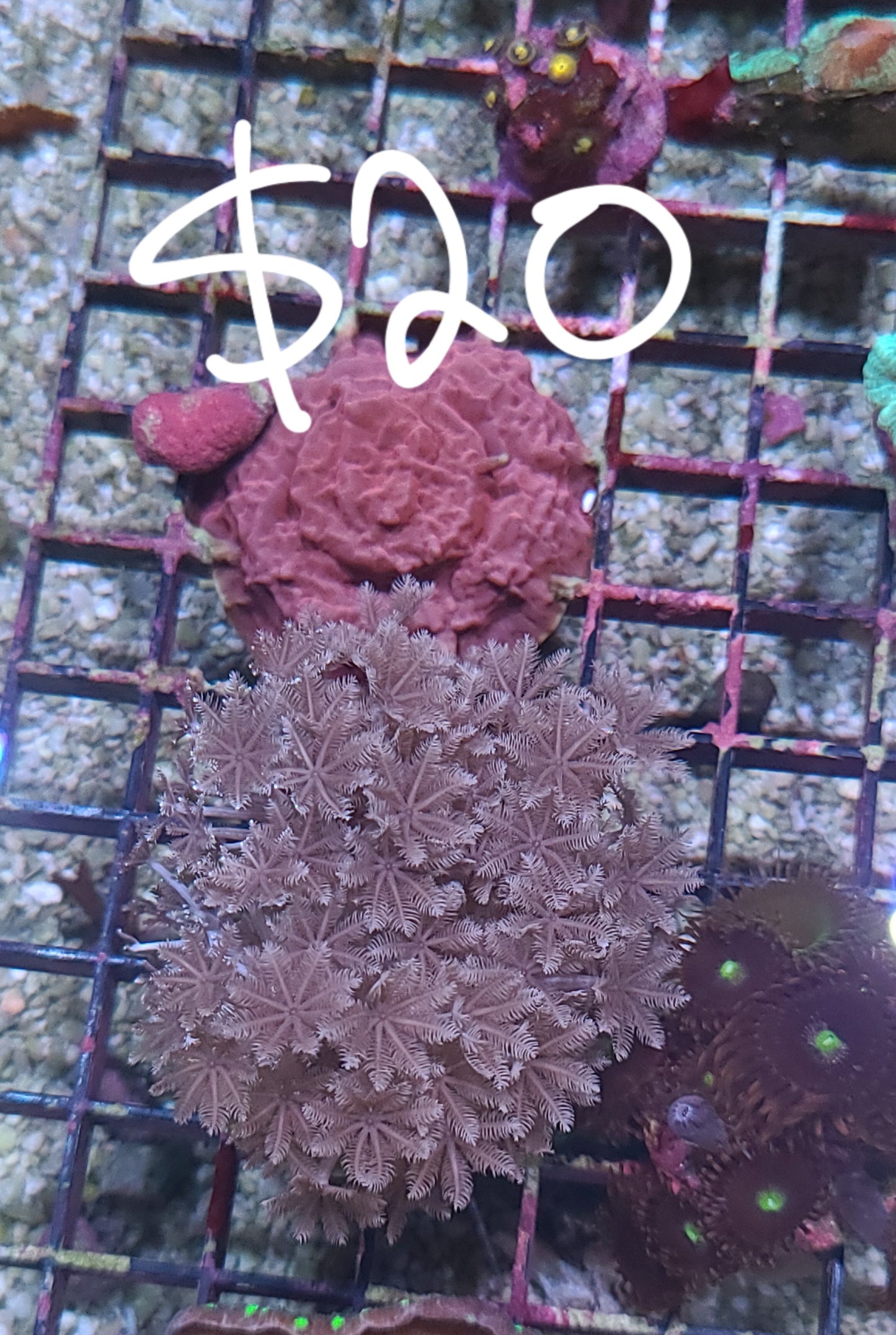 $20 Frag Rack (SKU2020)
