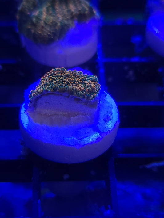 Stellaria Chalice Frags