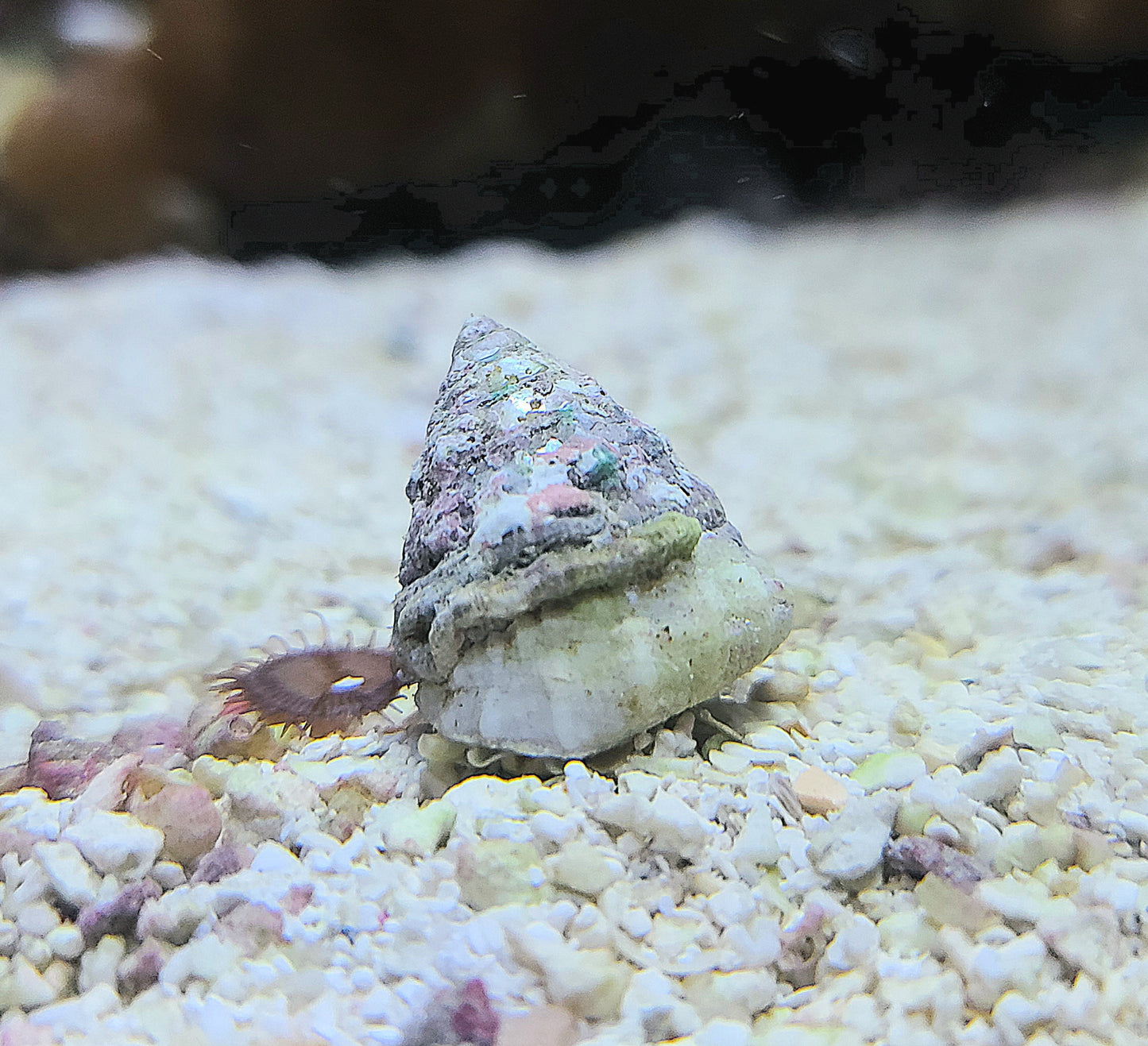 Trochus Snail Tectus fenestratus