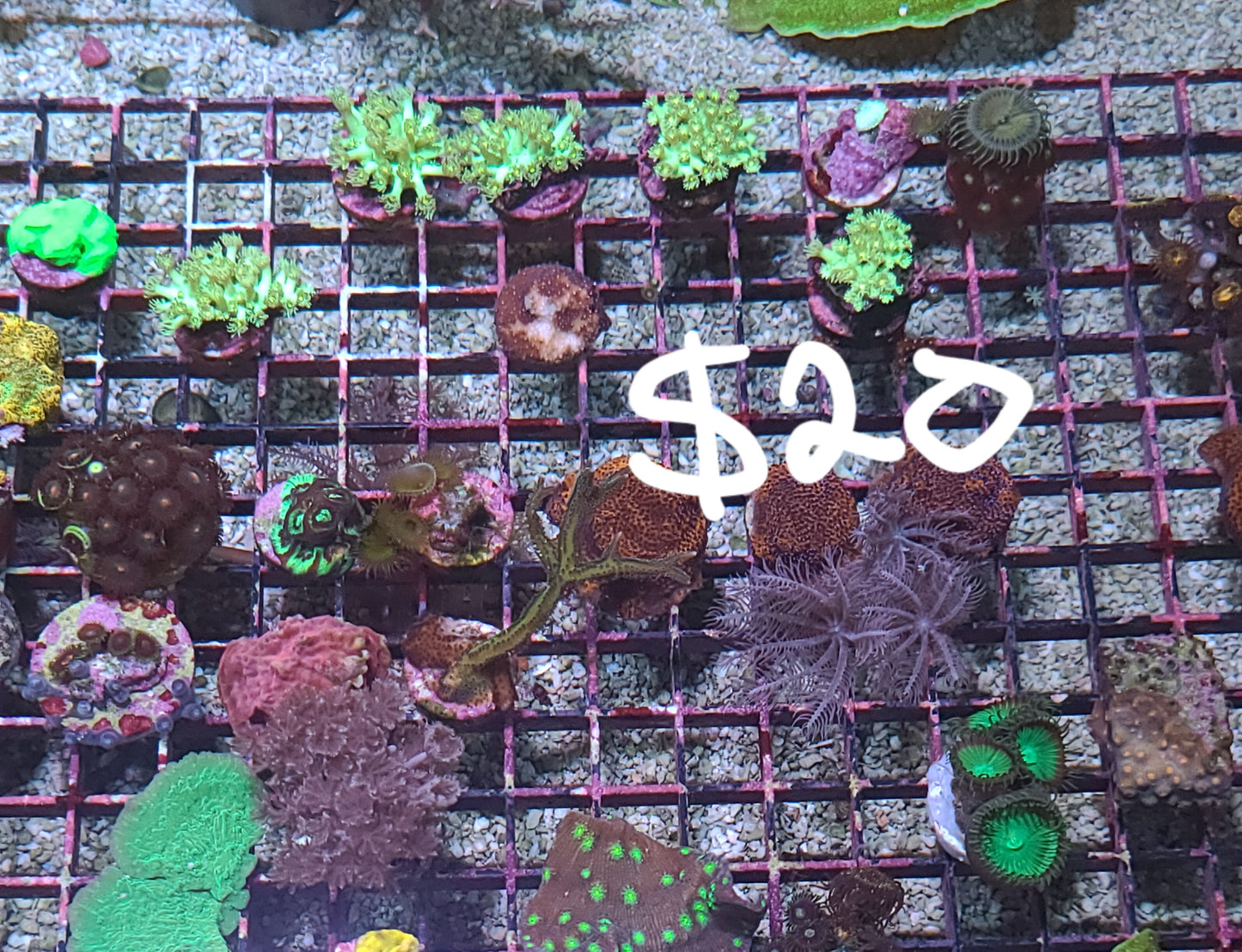 $20 Frag Rack (SKU2020)