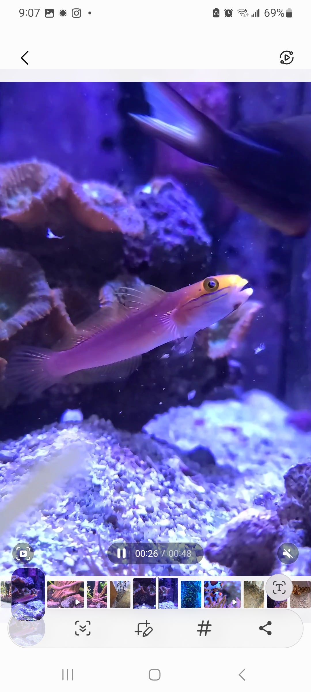 Goby Bella Rose