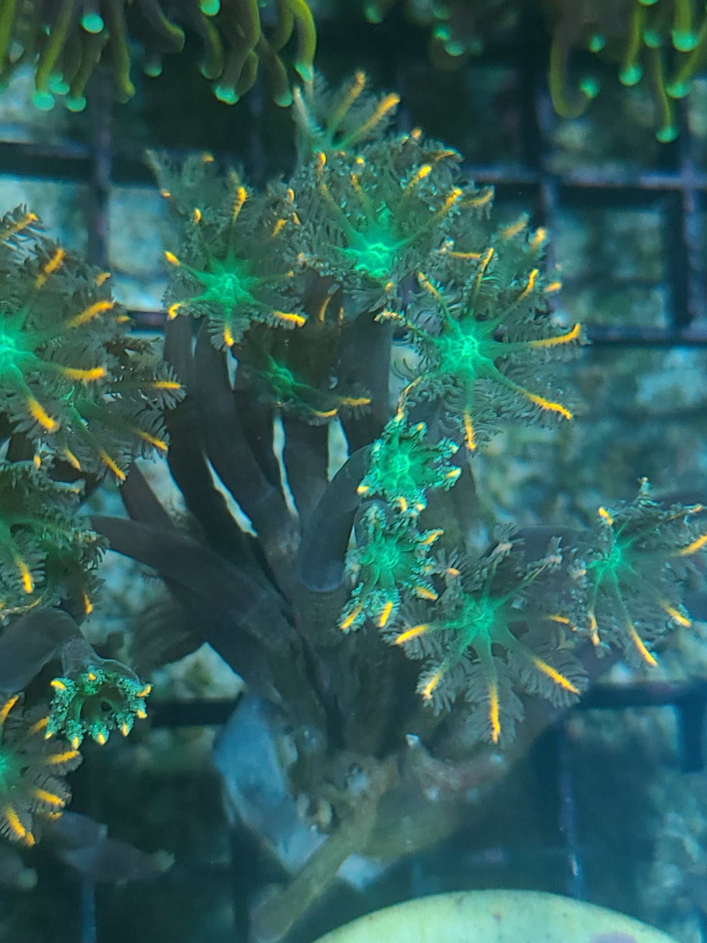 Indo Cultured Ultra Pink Tip Clove Polyp Frags