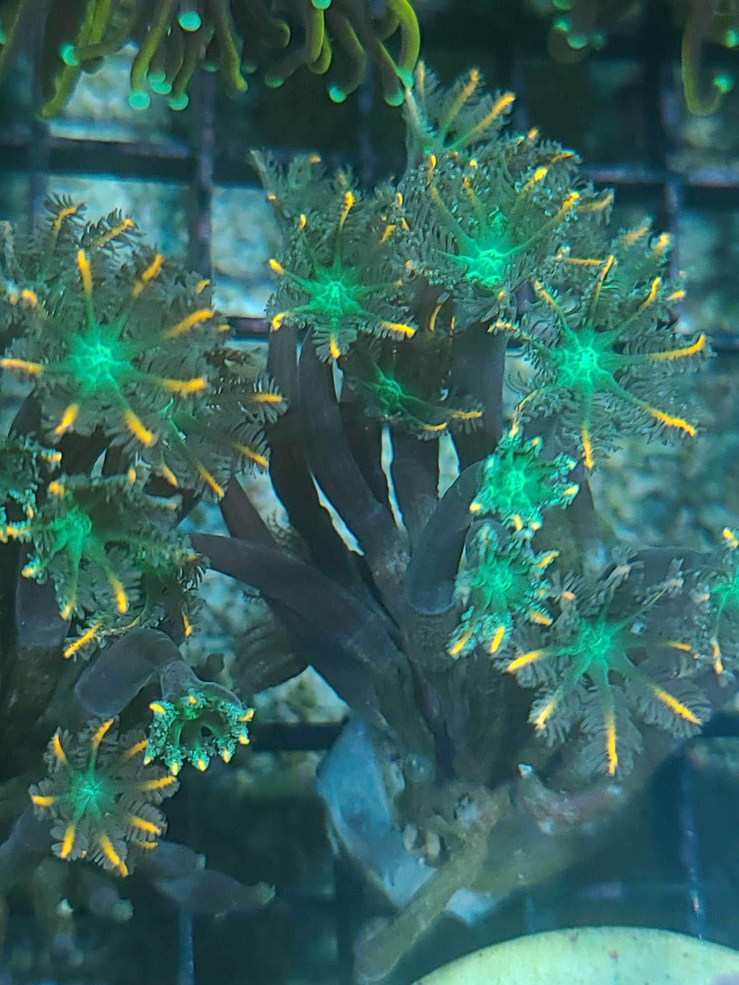 Indo Cultured Ultra Pink Tip Clove Polyp Frags