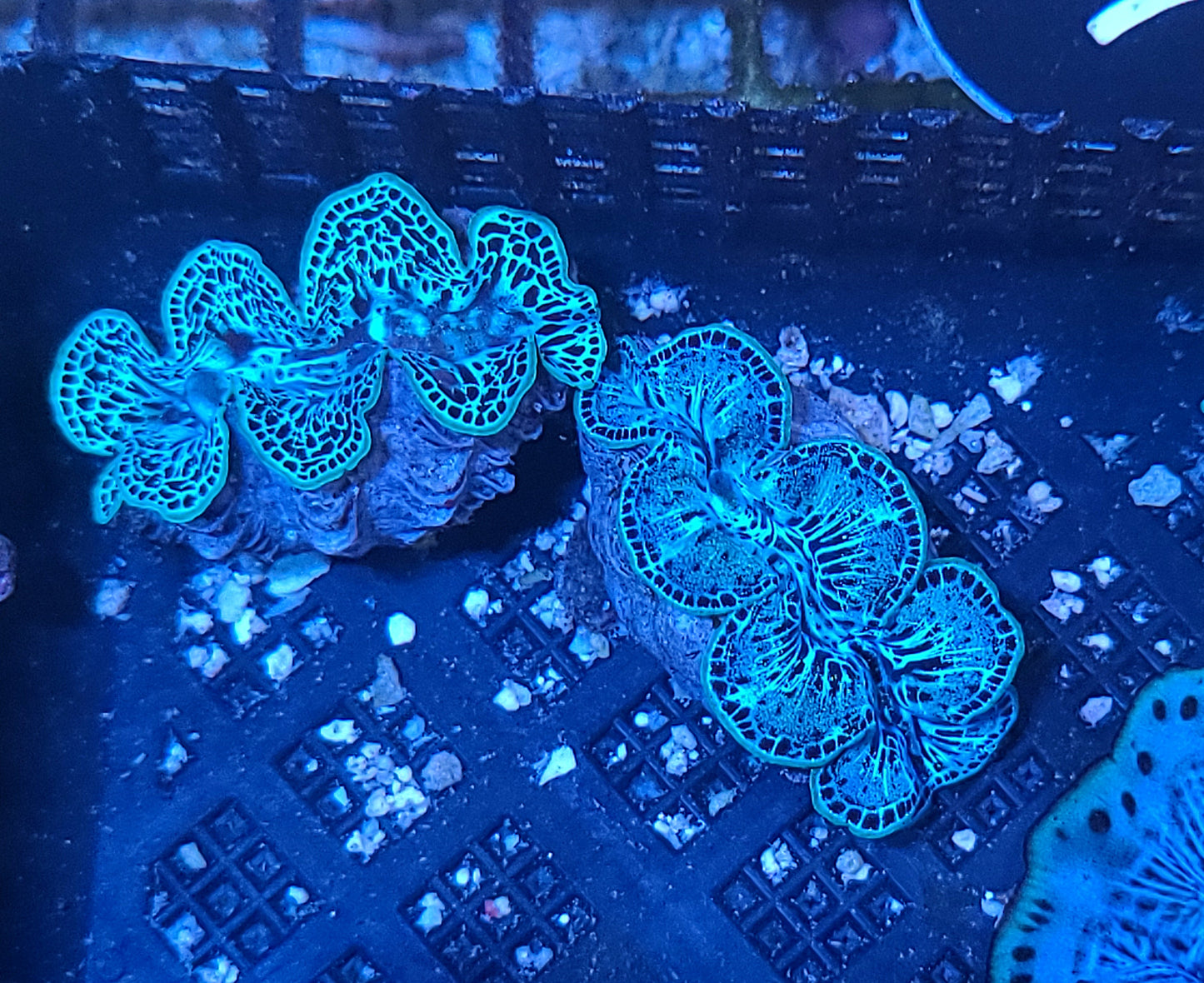 1 Inch Maxima Clam: Ultra Grade: Marshall; T/R - Tridacna maxima 69874