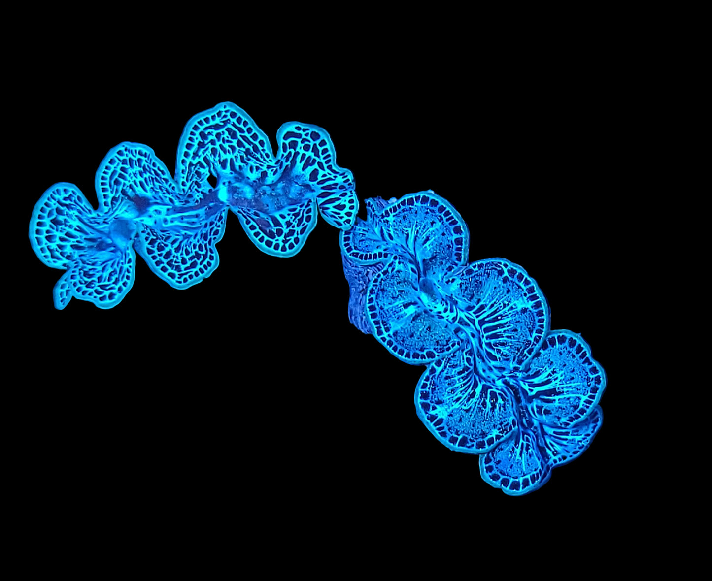 1 Inch Maxima Clam: Ultra Grade: Marshall; T/R - Tridacna maxima 69874