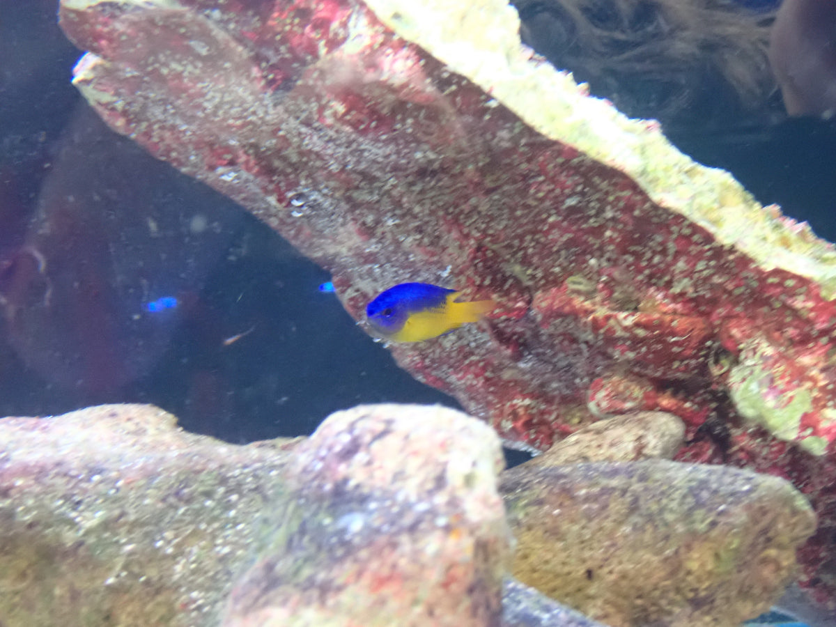 Damsel Yellow Belly Pomacentrus caeruleus