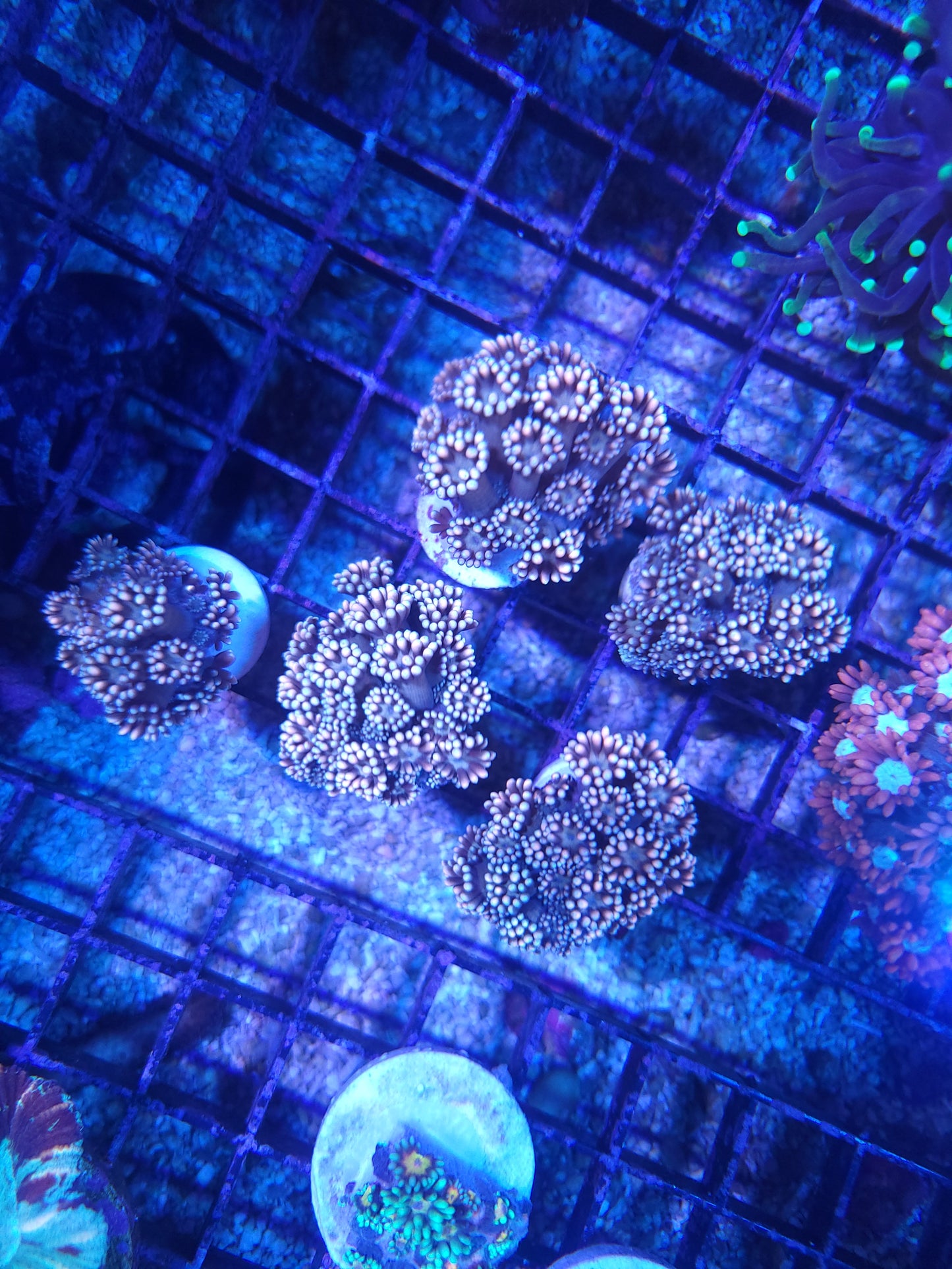 Golden Dagger Goniopora