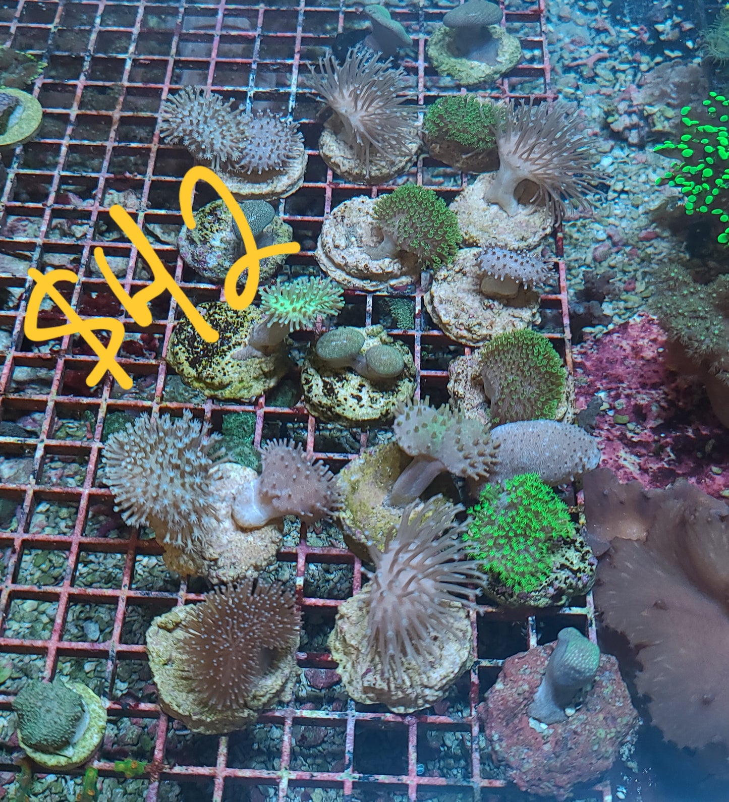 Toadstool Coral Frag (SKU 424242)