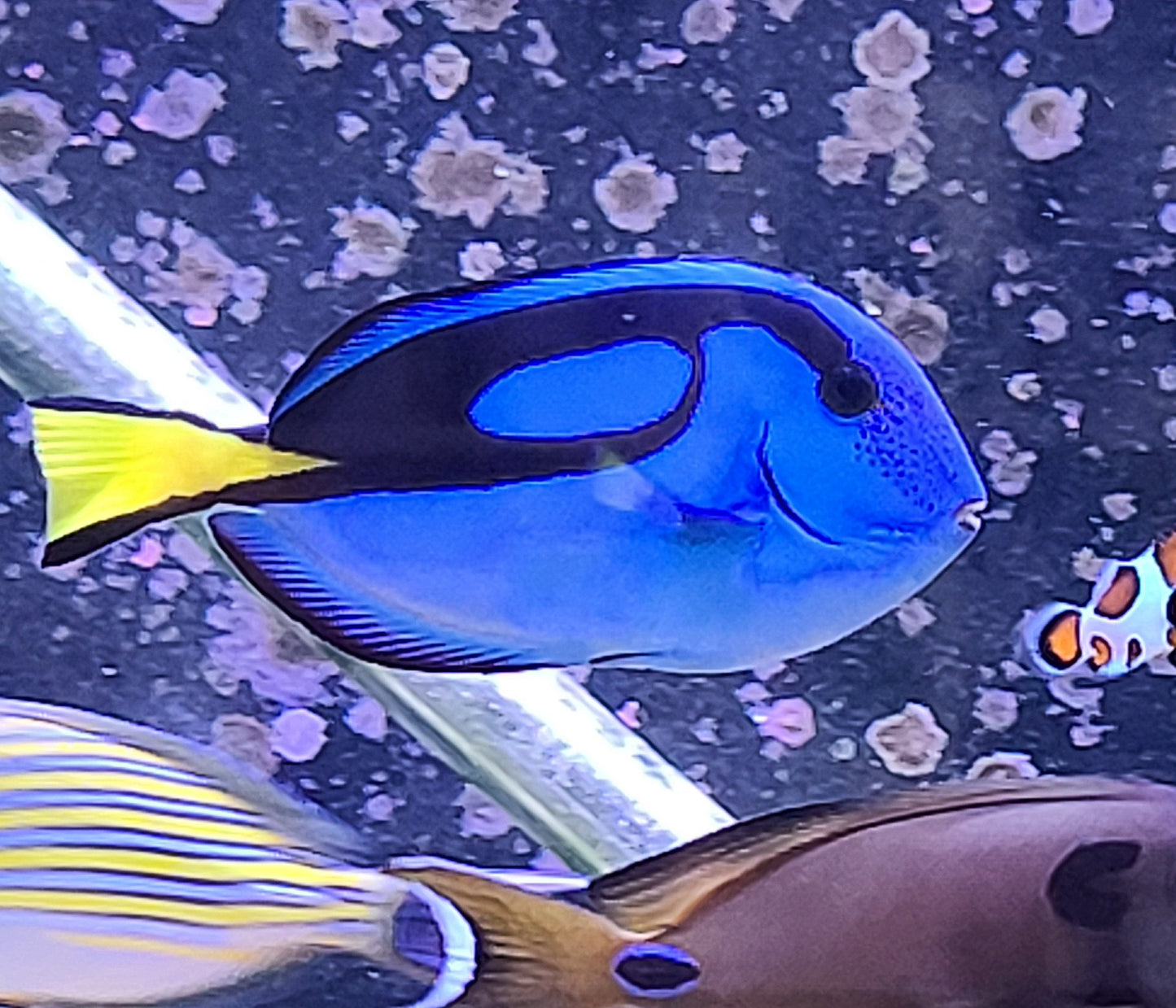 Blue Hippo LG 44007