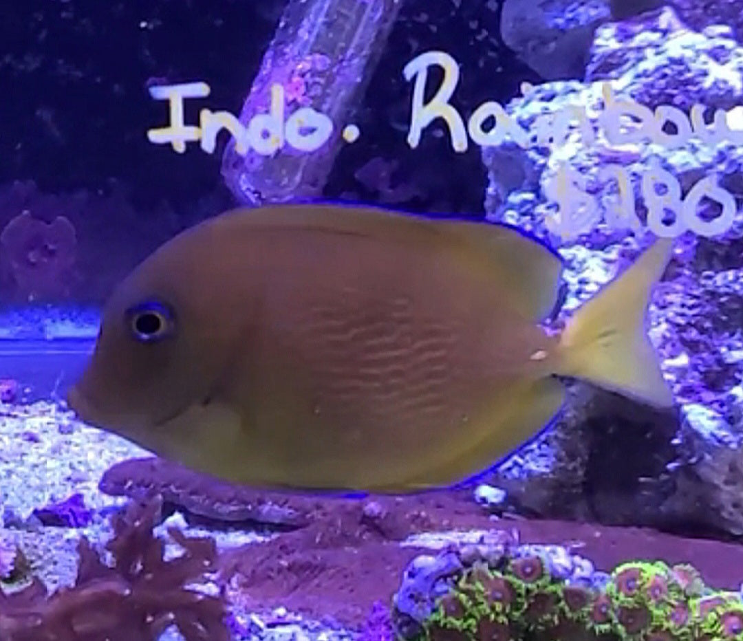 Blue Carribean Tang LG 44898