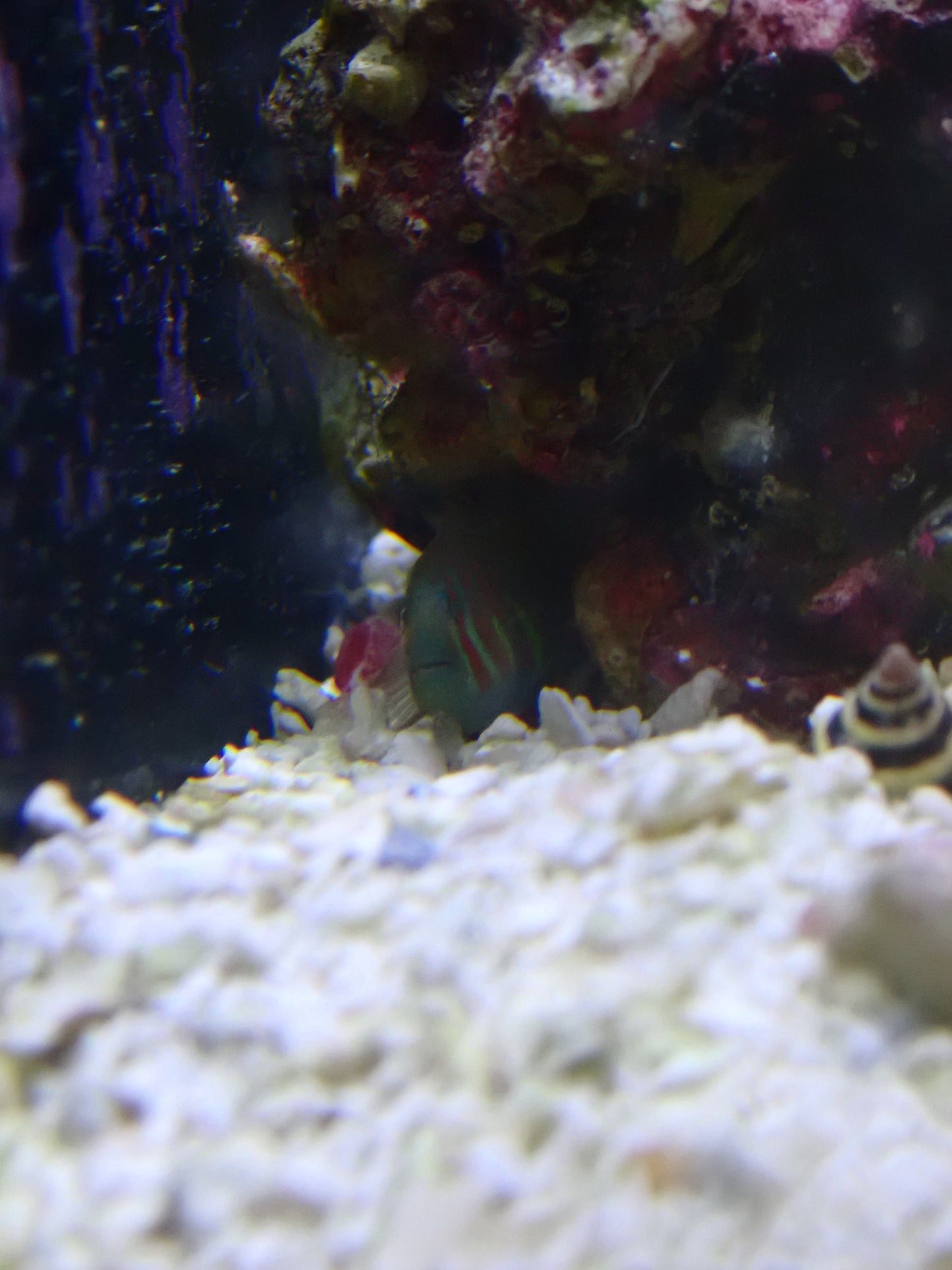 Goby Clown Pink & Green