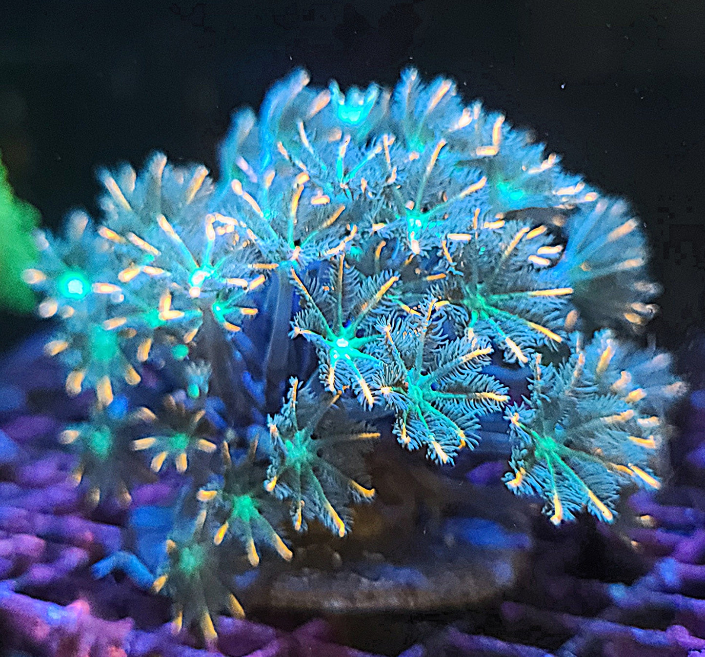 Indo Cultured Ultra Pink Tip Clove Polyp Frags