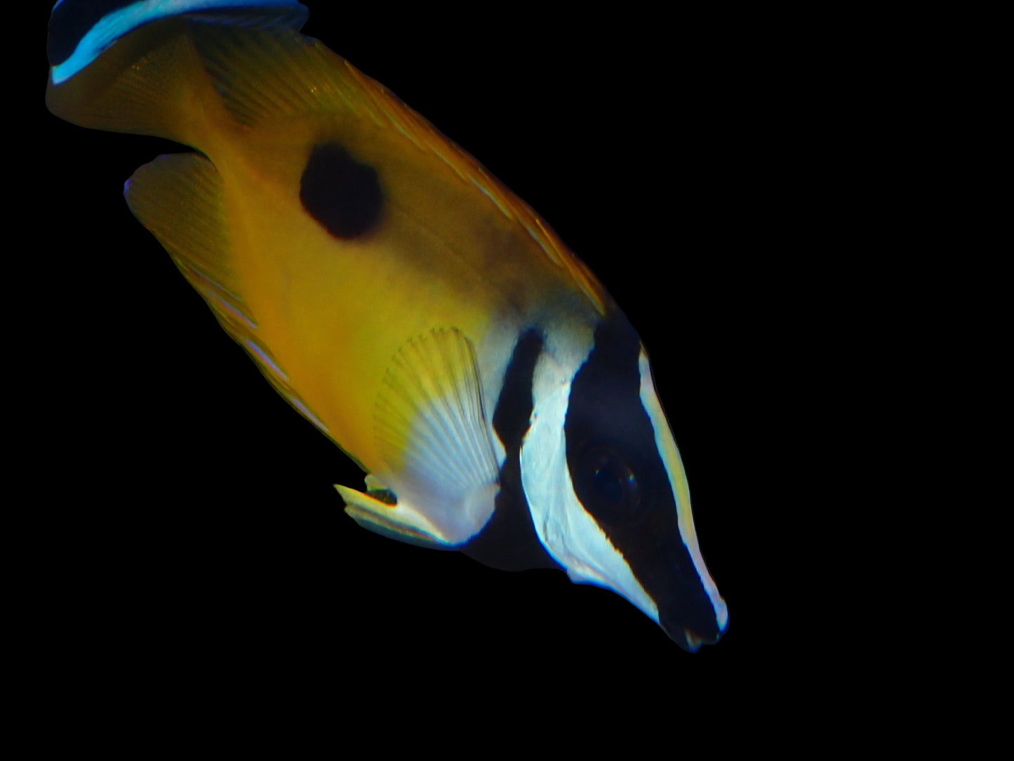 Foxface Siganus vulpinus