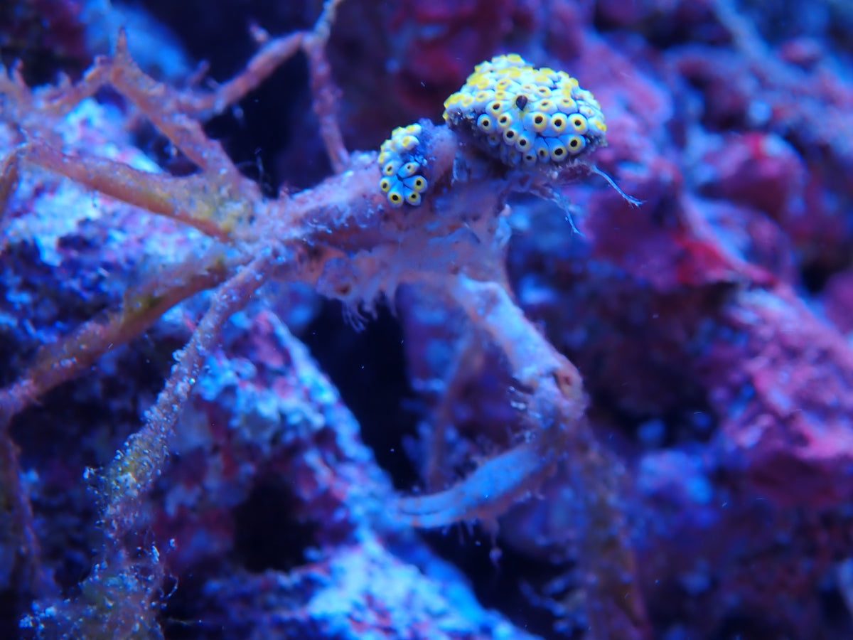 Frilly Arrow Crab - Stenorhynchus seticornis