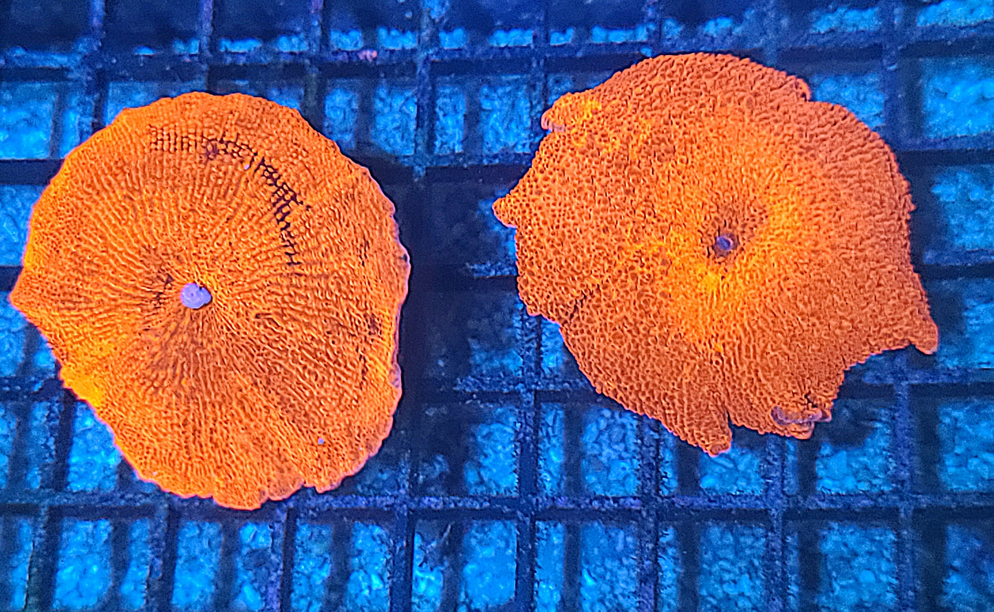 LG Ultra Red Discosoma Mushrooms 874582